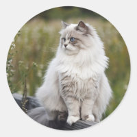 Machen Sie Ihr eigenes Foto Haustier Katze Tier