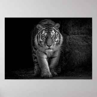 Macht und Präsenz - monochrome Tiger-Wildlife Poster
