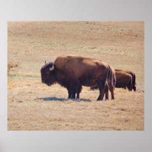 Mächtige Büffel, die durch die Ebenen von Oklahoma Poster