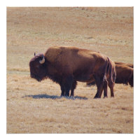 Mächtige Büffel streifen durch die Oklahoma-Ebenen