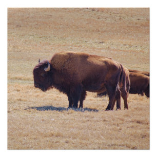 Mächtige Büffel streifen durch die Oklahoma-Ebenen Poster