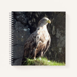 Mächtiger Weißschwanzadler Ozeanklippenhabitat Notizbuch