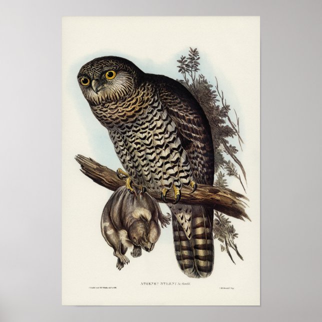 Machtvolles Owl von Elizabeth Gould Poster (Vorne)