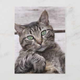Mackerel Tabby Cat Postkarte