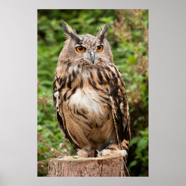 MACKINDER EAGLE OWL POSTER (Vorne)