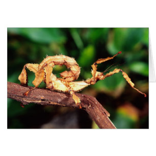 Macleays Gespenst (Stacheliges Stabheuschrecke),