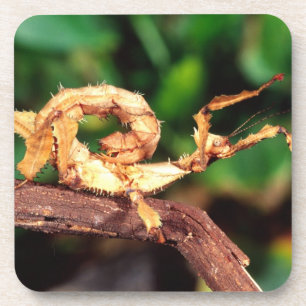 Macleays Gespenst (Stacheliges Stabheuschrecke), Getränkeuntersetzer