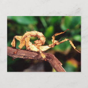 Macleays Gespenst (Stachelstabheuschrecke), Postkarte