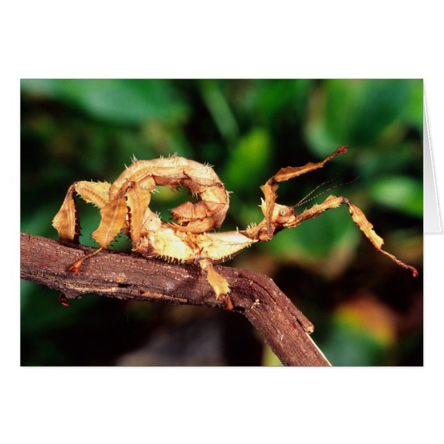 Macleay's Specter (Spiney Stick Insect), (Vorderseite (Horizontal))