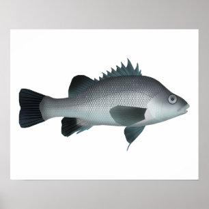 Macquarie Perch Poster