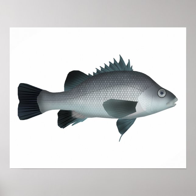 Macquarie Perch Poster (Vorne)