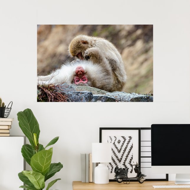 Macque Monkey, das gute Leben Poster (Heimbüro)