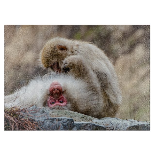 Macque Monkey, japanische Affenfotografie Schneidebrett (Vorderseite)