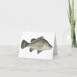 Macqurie Perch