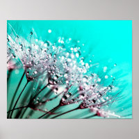 Macro Dandelion Seeds Wassertropfen Foto