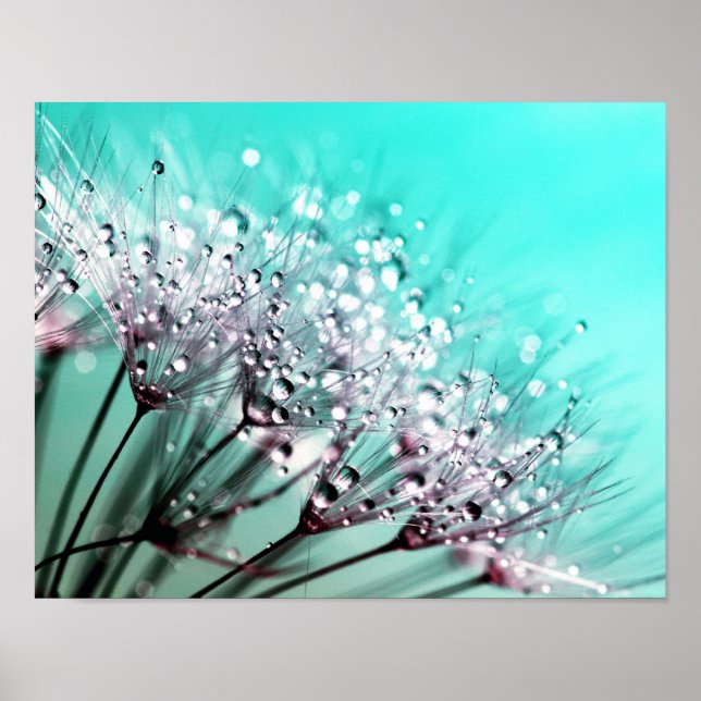 Macro Dandelion Seeds Wassertropfen Foto Poster (Vorne)