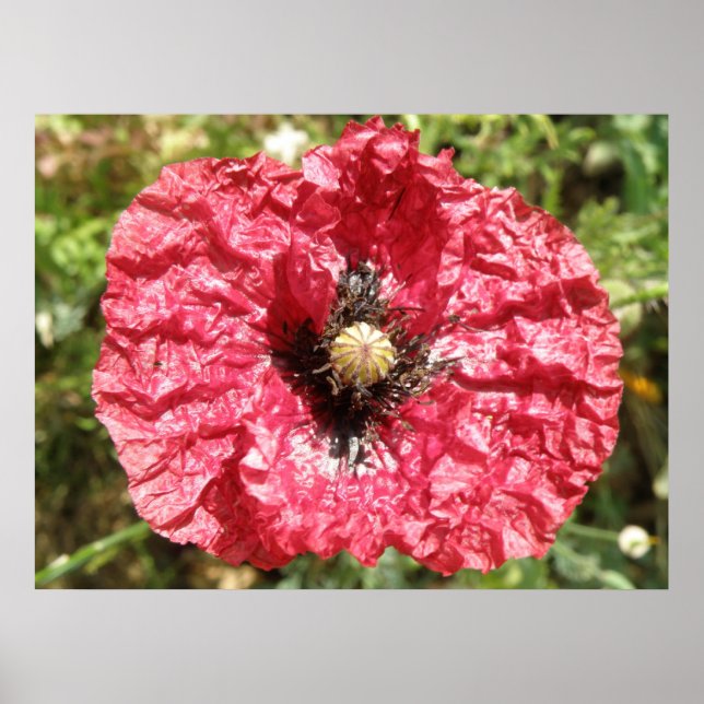 Macro für hübsche Blume mit rotem Poppy Poster (Vorne)