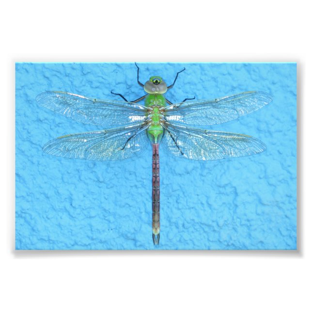 Macro Green Dragonfly auf blauem Hintergrund Fotodruck (Vorne)