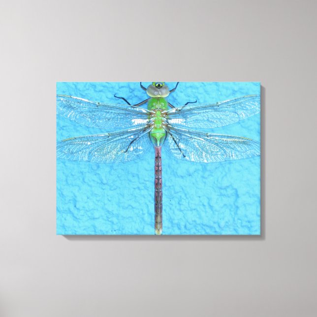 Macro Green Dragonfly auf blauem Hintergrund Leinwanddruck (Vorderseite)