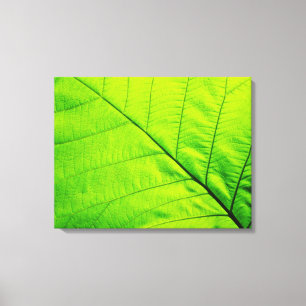 Macro Green Leaf Wrapper Canvas Leinwanddruck