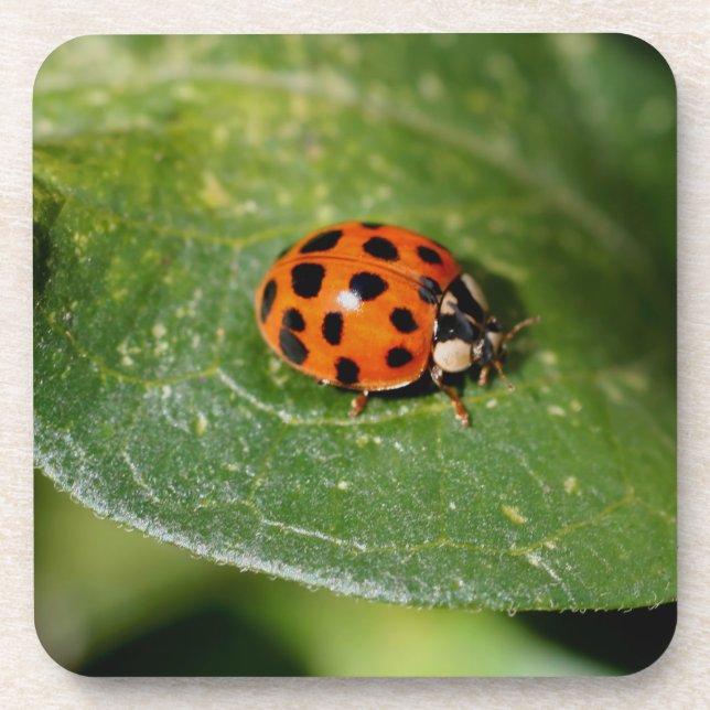 Macro Ladybug Nature Untersetzer Set (Vorderseite)