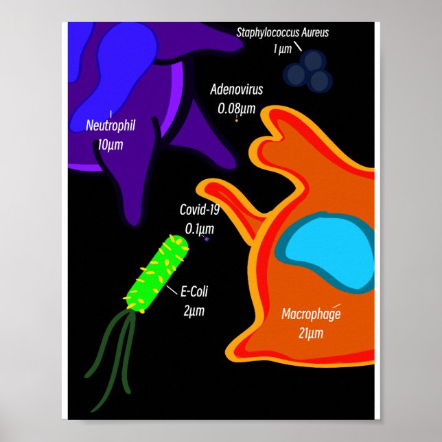 Macro Microbiology Poster (Vorne)