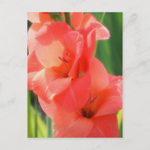 Macro Peach Gladiolas Blume Nature Postkarte