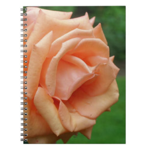 Macro Peach Rose Blume Nature Notizblock