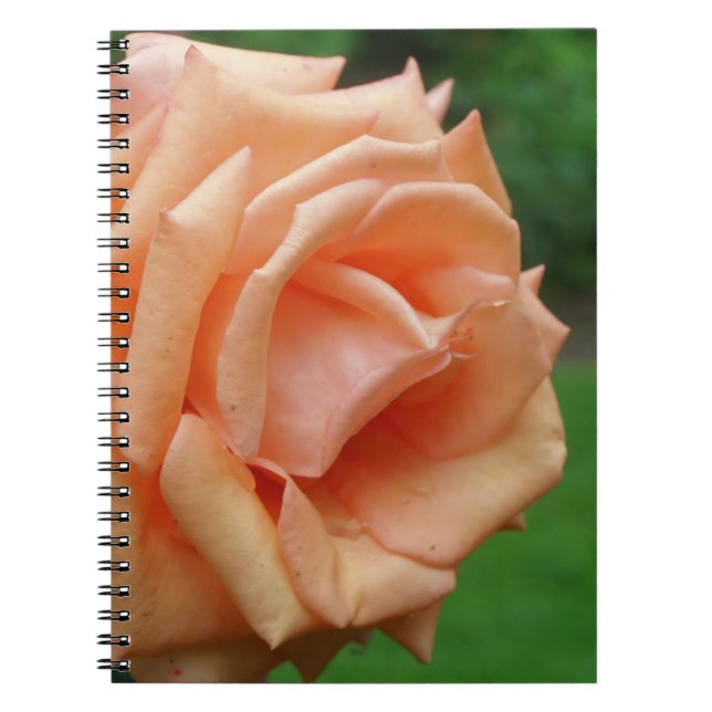 Macro Peach Rose Blume Nature Notizblock (Vorderseite)