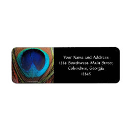 Macro Peacock Feather Rich Blues Fotografie