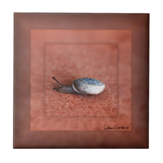 Macro Photograph of Snail on Terracotta Fliese