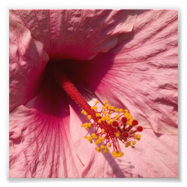 Macro Pink Hibisken Blume Fotodruck (Vorne)