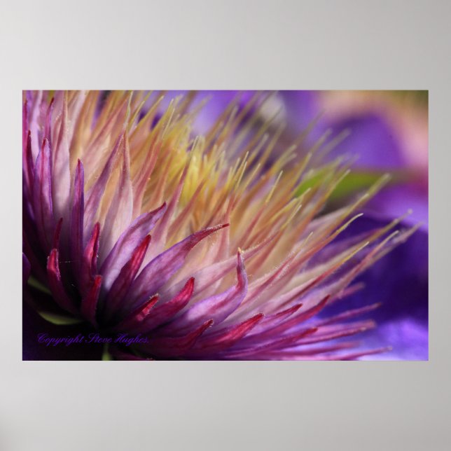 Macro Print Clematis Poster (Vorne)