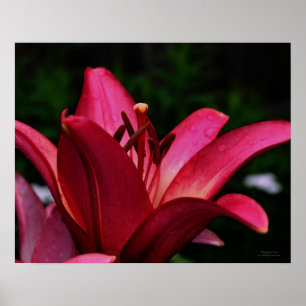 Macro Red Lily Floral Poster Print