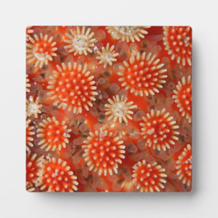 Macro Sea Star Fotoplatte