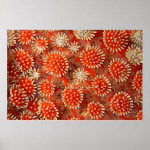 Macro Sea Star Poster