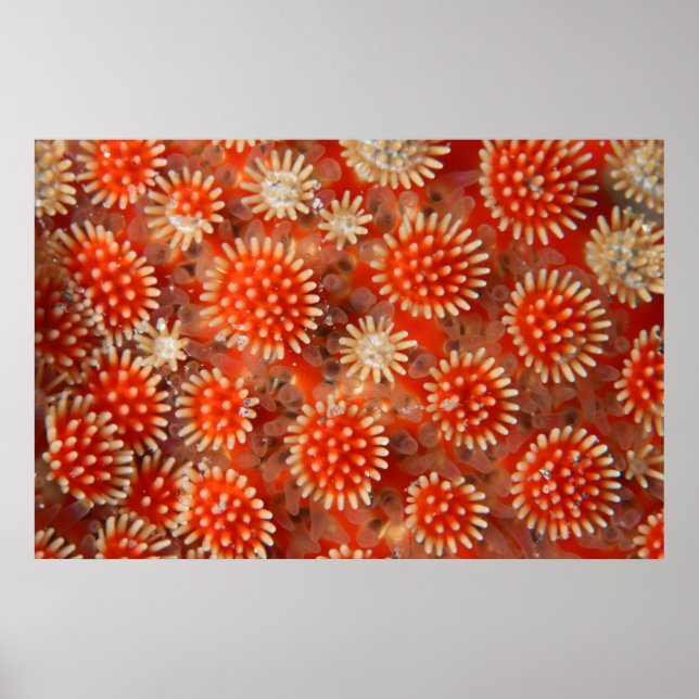 Macro Sea Star Poster (Vorne)