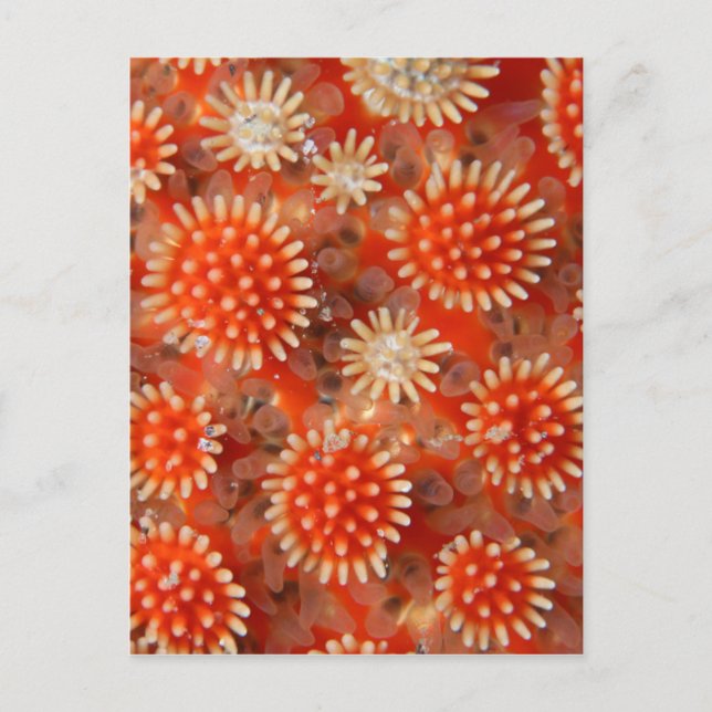 Macro Sea Star Postkarte (Vorderseite)