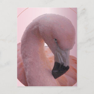 Macro Shot, flauschig weich rosa Flamingo Postkarte