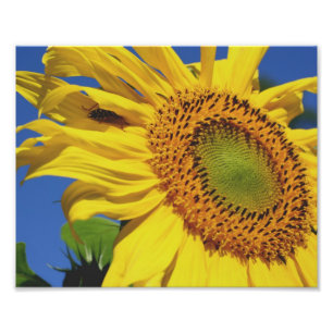 Macro Sonnenblumen und Freunde 10x8 Blume drucken Fotodruck