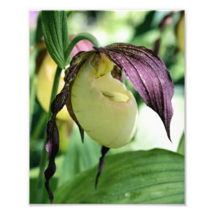 Macro White Lady Slipper Blume 8x10 Print Fotodruck