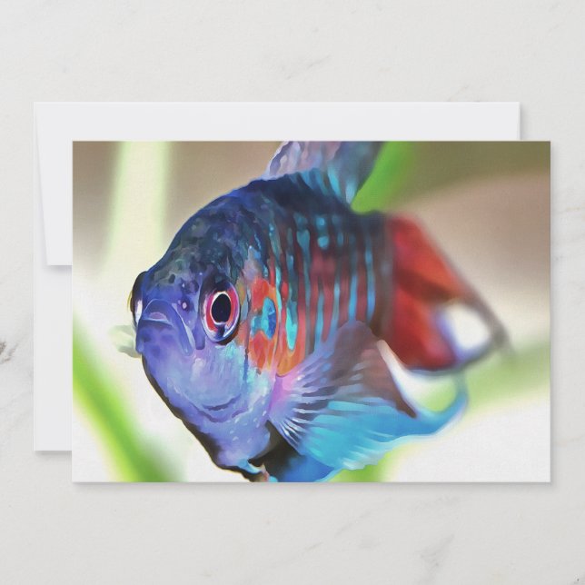 Macropodus Opercularis Aquarium Fisch (Vorderseite)