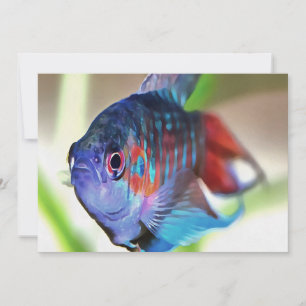 Macropodus Opercularis Aquarium Fisch