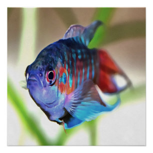 Macropodus Opercularis Aquarium Fisch Poster