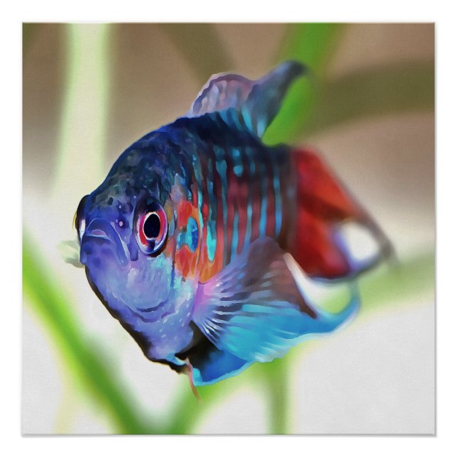 Macropodus Opercularis Aquarium Fisch Poster (Vorderseite)