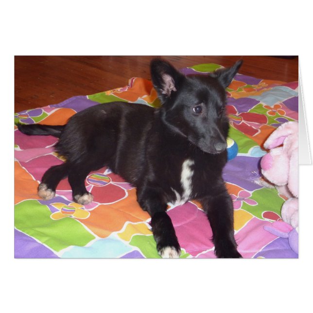 Macy (Vorderseite (Horizontal))