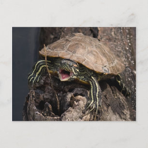 Mad Turtle Postcard Postkarte