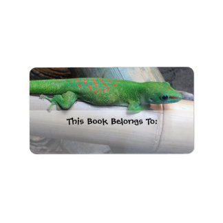 Madagascar Gecko Buchzeichen Labels Adressaufkleber