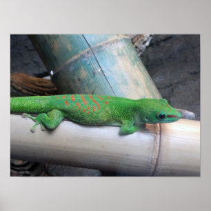 Madagascar Gecko Foto Poster