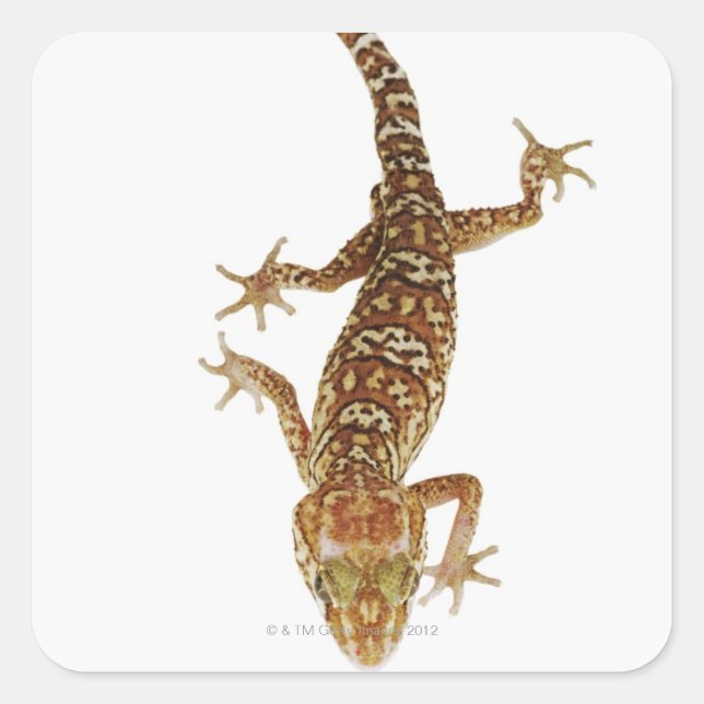 Madagascar ground gecko (Paroedura pictus) on Quadratischer Aufkleber (Vorderseite)
